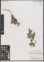 Foto von Salix breviserrata Flod.